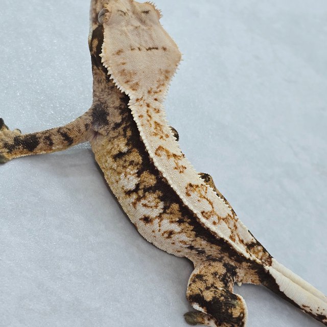 핀스트라이프 트라이