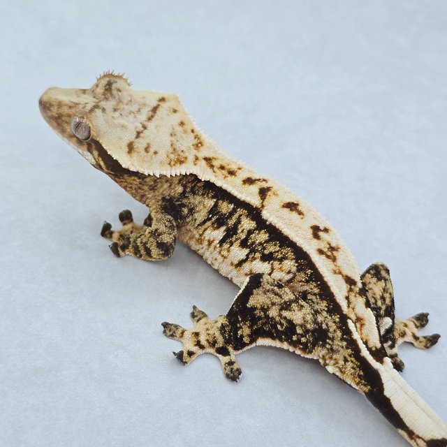 핀스트라이프 트라이