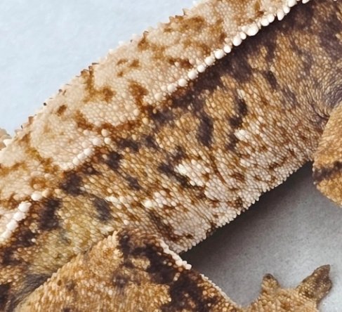 핀스트라이프 화이트스팟 트라이