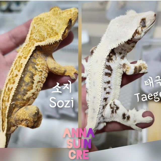 판다 에밀리