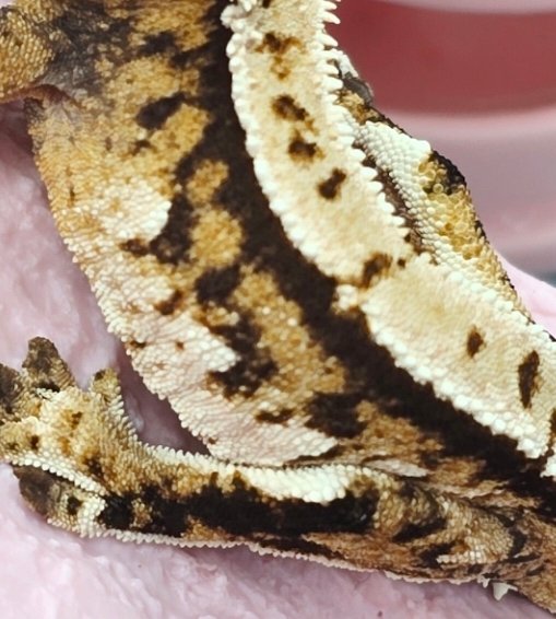 핀스트라이프 트라이