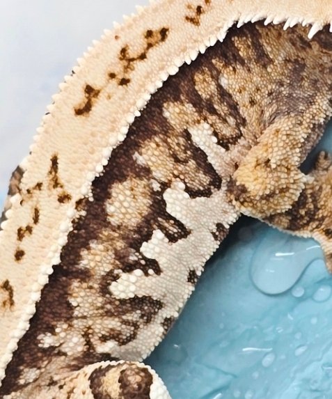 핀스트라이프 트라이