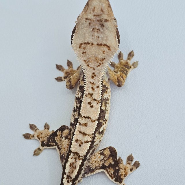 핀스트라이프 트라이