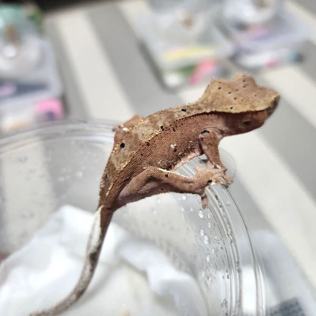 달마시안