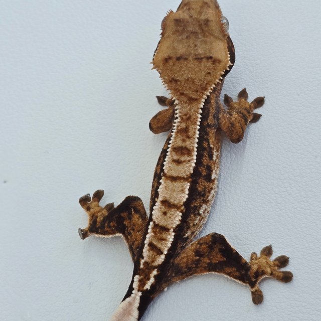 핀스트라이프 트라이