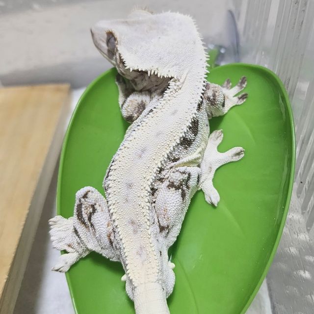 판다 릴리화이트