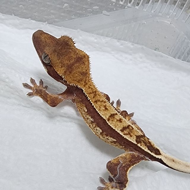 레드 할리퀸