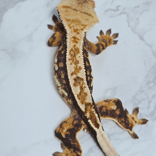 핀스트라이프 트라이