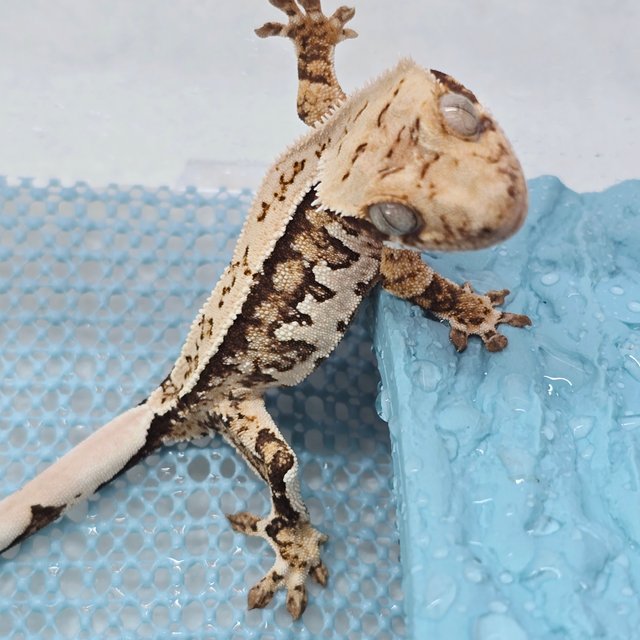 핀스트라이프 트라이