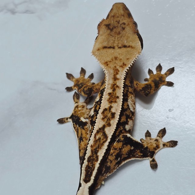 핀스트라이프 트라이