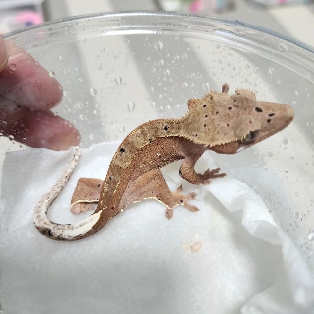 달마시안