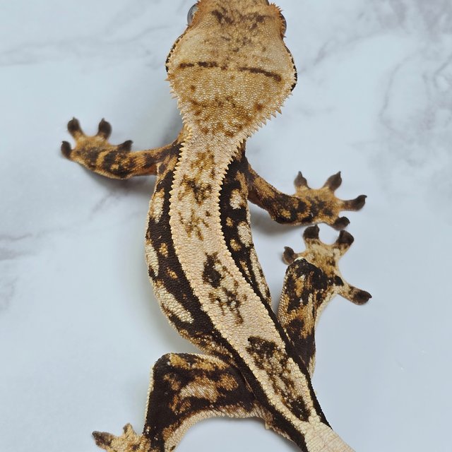 핀스트라이프 트라이