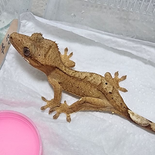 옐로우 브린들