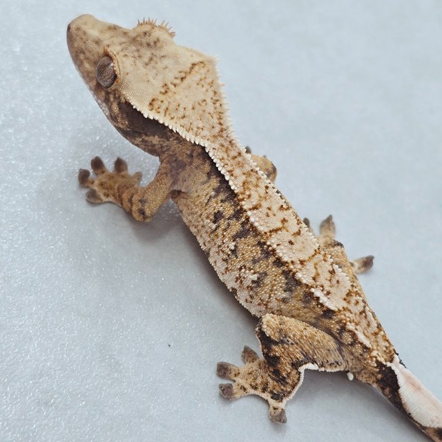 트라이 화이트스팟