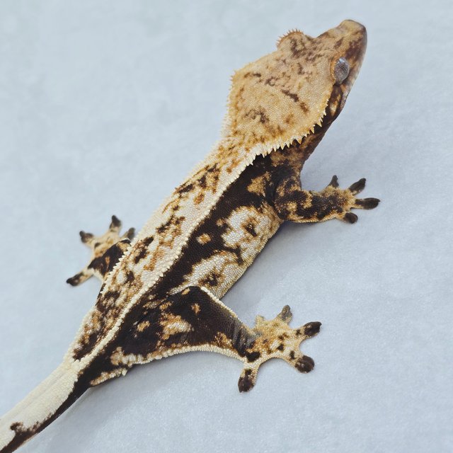 핀스트라이프 트라이