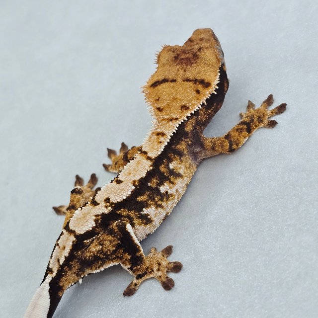 트라이 익스트림할리퀸