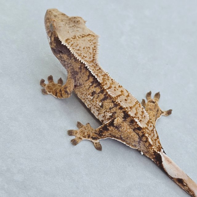 핀스트라이프 화이트스팟 트라이