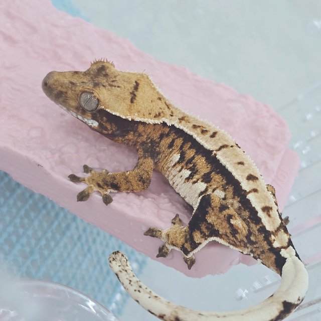 핀스트라이프 트라이