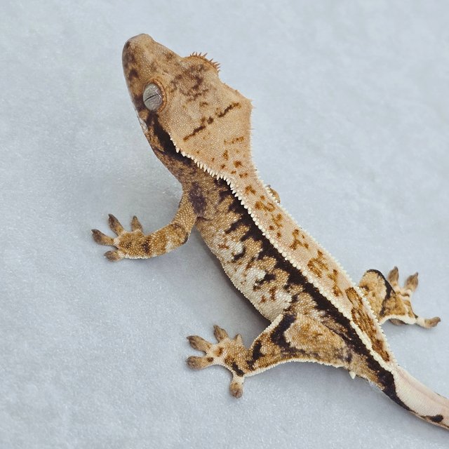 핀스트라이프 트라이