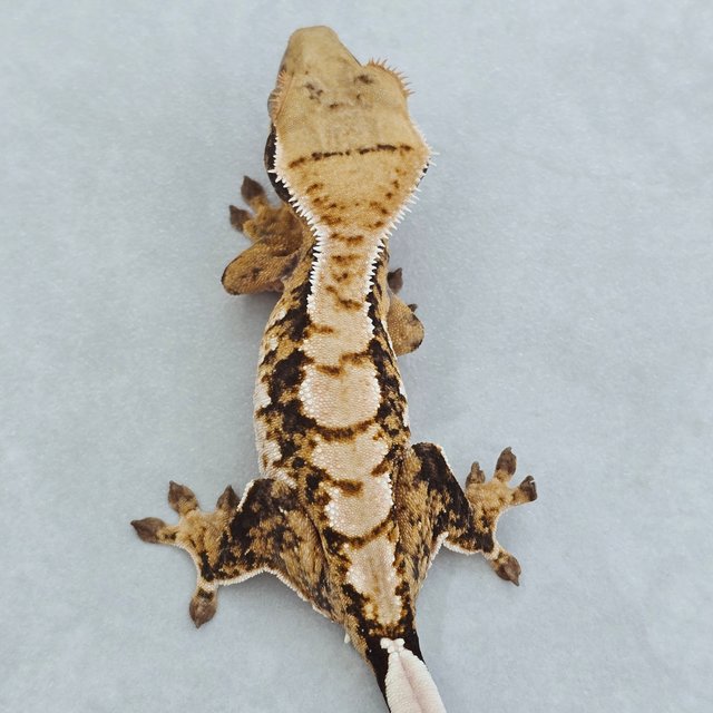 트라이 익스트림할리퀸