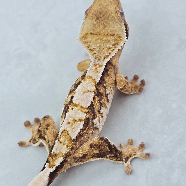 화이트스팟 트라이