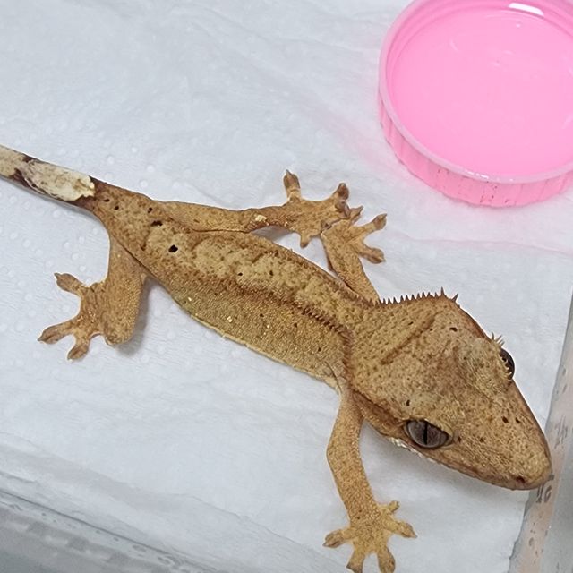 옐로우 브린들