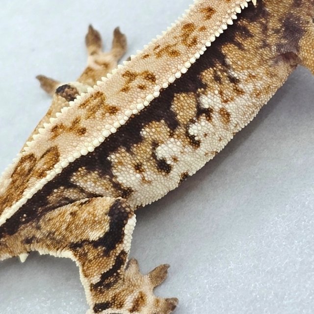 핀스트라이프 트라이