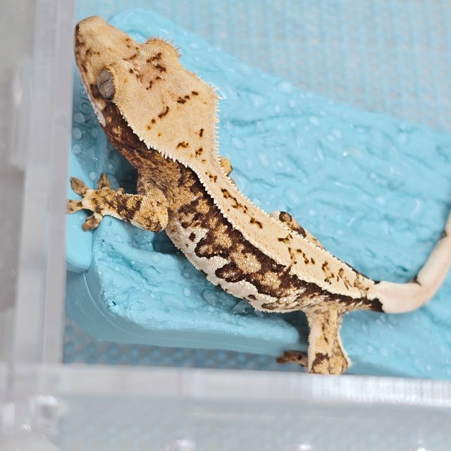 핀스트라이프 트라이