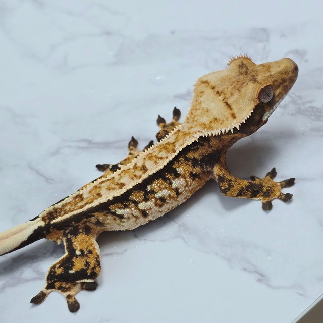 핀스트라이프 트라이