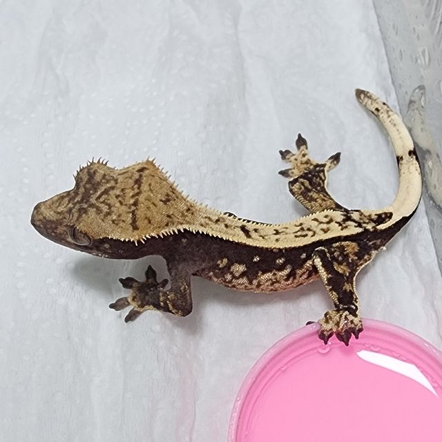 다크 할리퀸