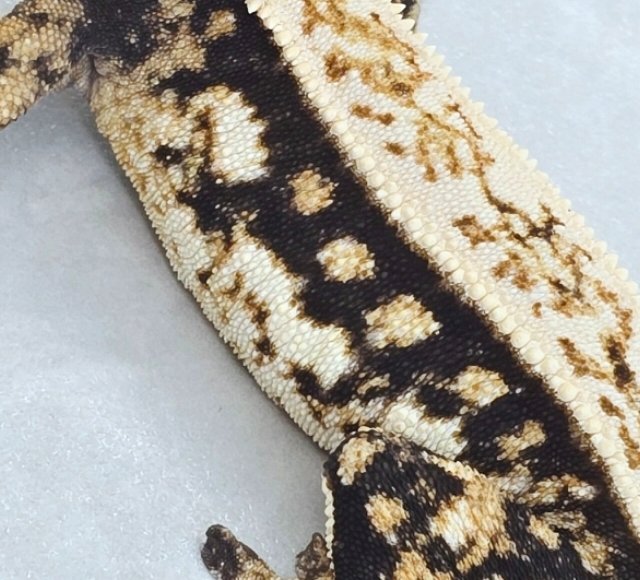 핀스트라이프 트라이