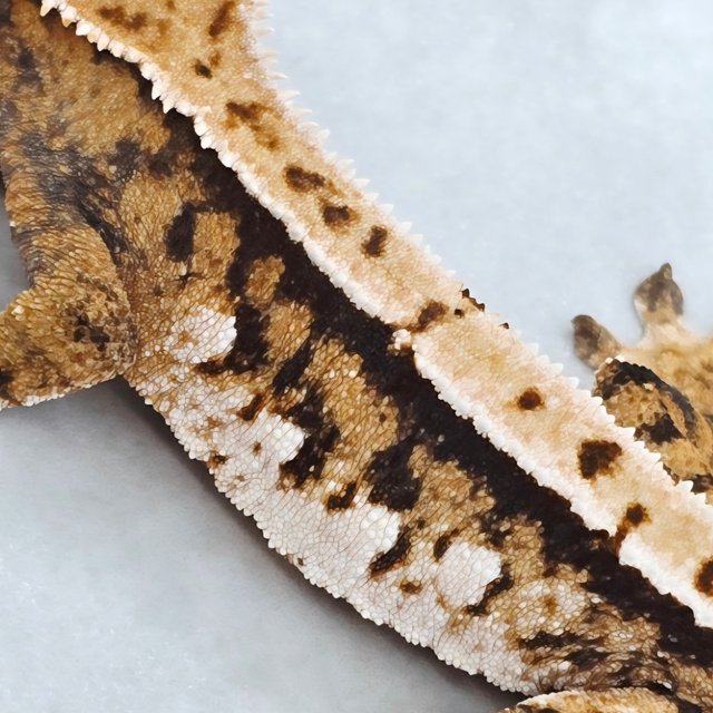 핀스트라이프 트라이