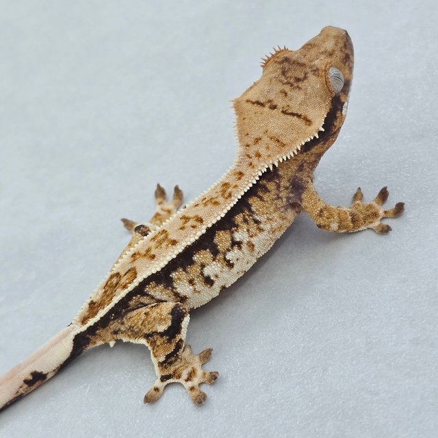 핀스트라이프 트라이