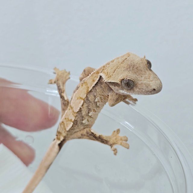 화이트스팟 트라이