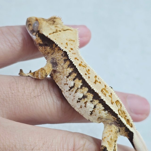 핀스트라이프 트라이