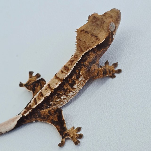 핀스트라이프 트라이