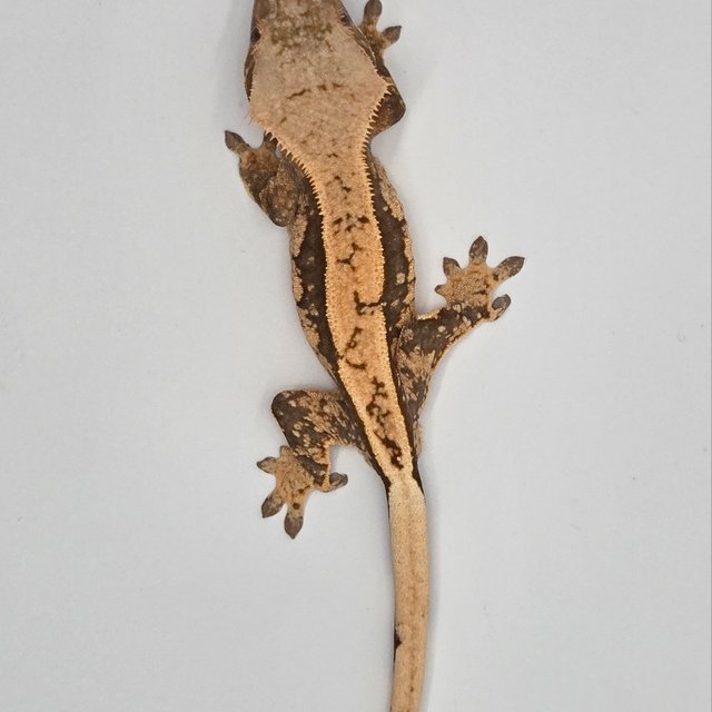 세이블 100%헷아잔틱