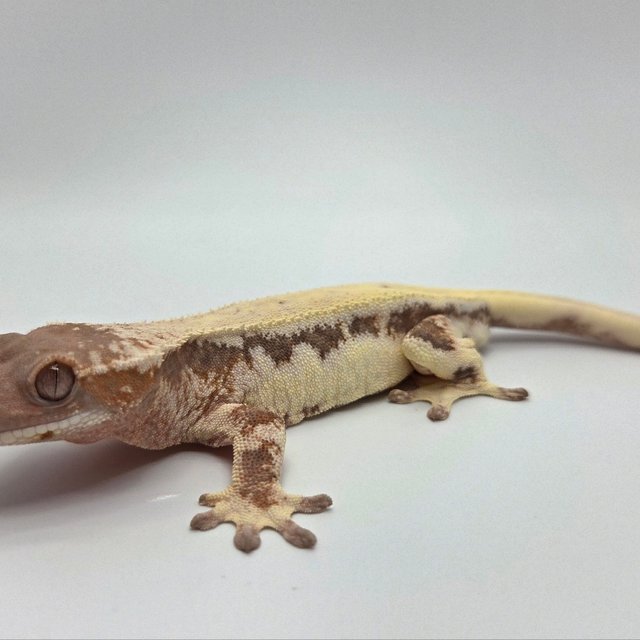 릴리 세이블 100%헷아잔틱