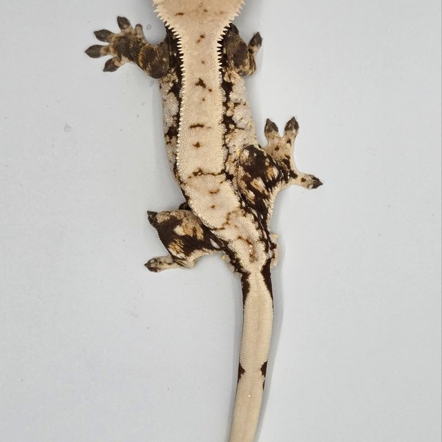 노멀 트라이 드리피 화이트스팟