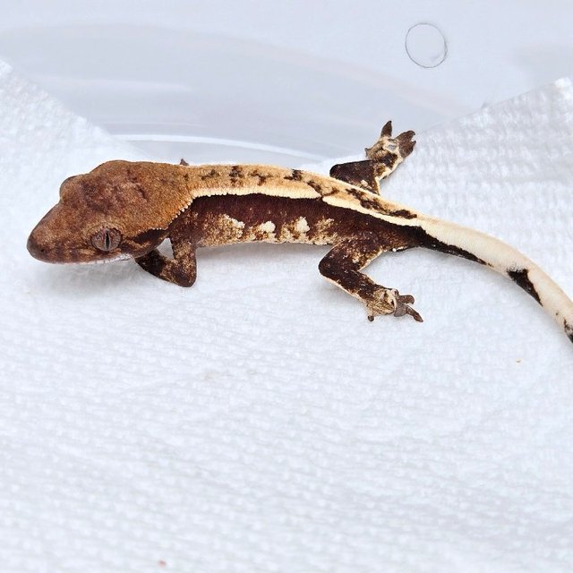 세이블 100%헷아잔틱