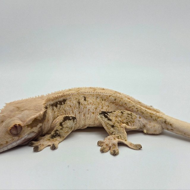 드리피 화이트스팟 노멀