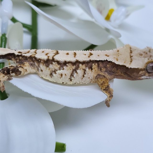 노멀 트라이 드리피 화이트스팟