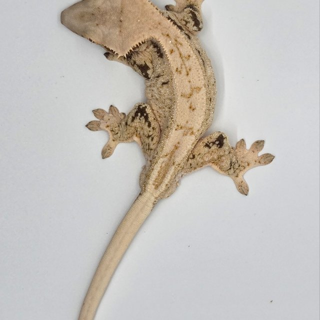 드리피 화이트스팟 노멀