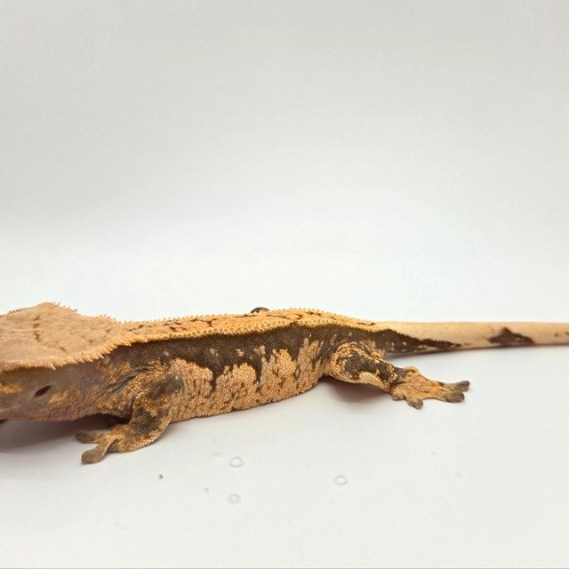 세이블 100%헷아잔틱