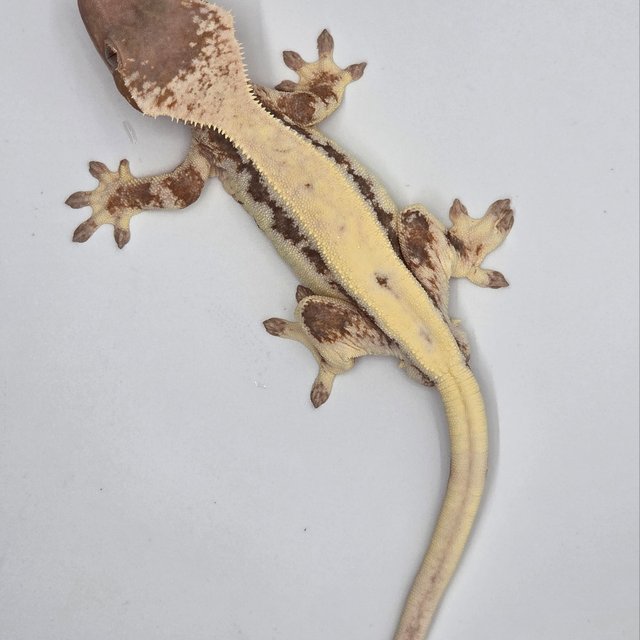 릴리 세이블 100%헷아잔틱