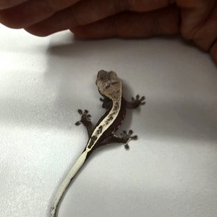 아잔틱