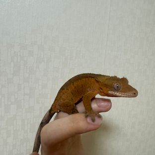 레드 바이 카푸치노