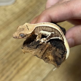 릴리100%헷아잔틱