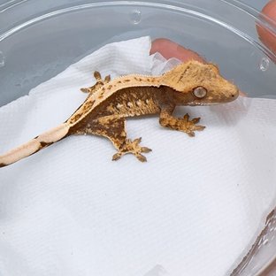 풀핀 쿼드 100%헷아잔틱