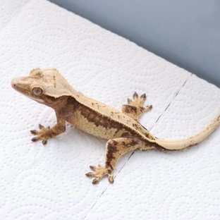 풀핀 쿼드 100%헷아잔틱